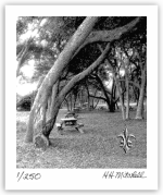 Beneath the Live Oaks by H. H. Mitchell