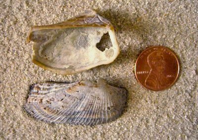 Turkey Wing (Arca zebra Swainson, 1833)