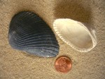 Cut-Ribbed Ark