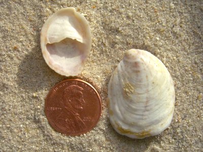 Eastern White Slipper Shell (Crepidula plana Say, 1822)