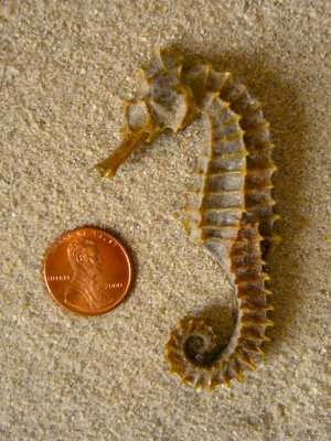 Seahorse (Hippocampus hippocampus Linnaeus, 1758)