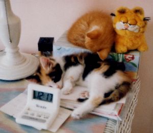 Sassy, Dandy, and Garfield