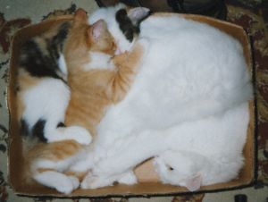 Sassy, Dandy, and Marsh