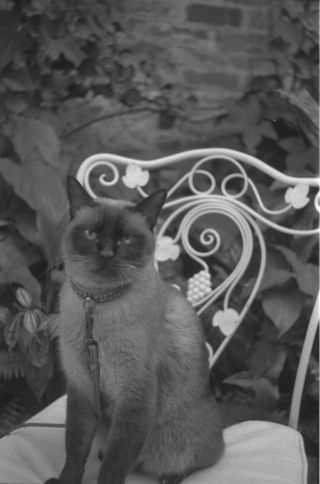 Thai the Siamese Cat
