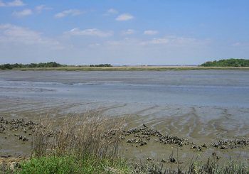 Marshes of Glynn