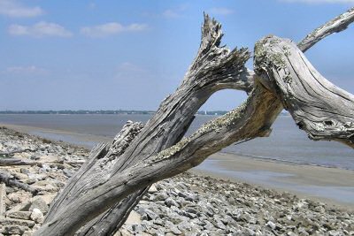 Driftwood Beach