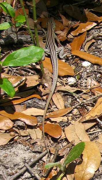 Lizard