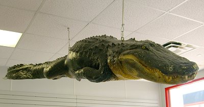 Alligator on Display
