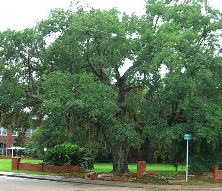 Live Oak at Bay St. Louis
