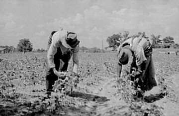 Cotton Picking in Pike County, 1935