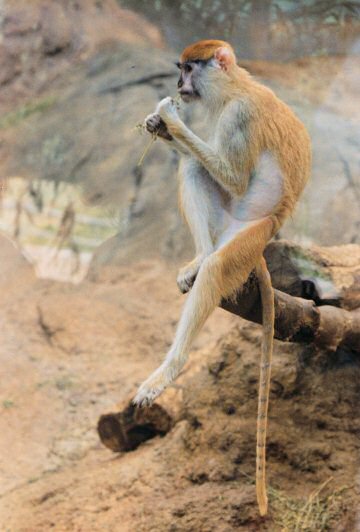 North Carolina Zoo
