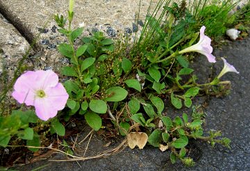 Determined Flower