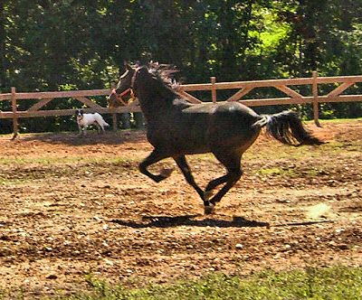 Horse