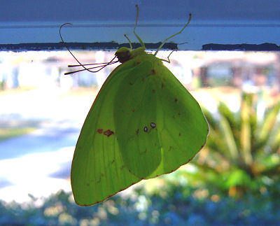 Cloudless Sulphur Butterly (Phoebis sennae)