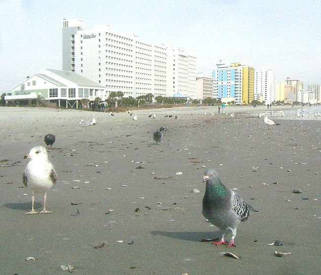 Pigeons and Gulls at Myrtle Beach