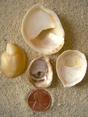 Slipper Shell (Crepidula fornicata Linnaeus, 1758)