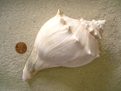 Knobbed Whelk (Busycon carica Gmelin, 1791)