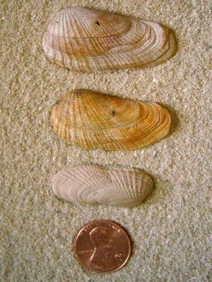 False Angel Wing (Petricola pholadiformis Lamarck, 1818)