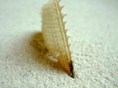 Sawtooth Pen Shell (Atrina serrata Sowerby, 1825): Show Your Teeth