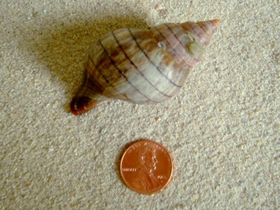 Sawtooth Pen Shell (Atrina serrata Sowerby, 1825)