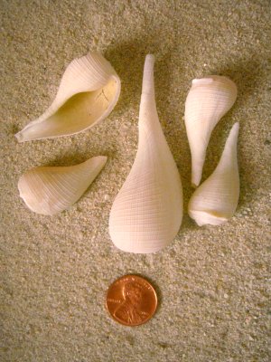 Paper Fig Shell (Ficus communis Roding, 1798)