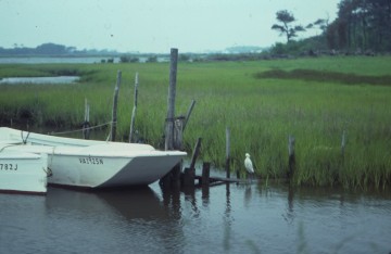 Chincoteague, VA