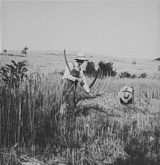 Cradling Wheat Near Christiansburg, 1936