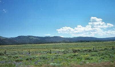 Idaho Wildflowers