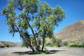 Shoe Tree
