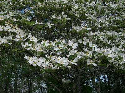 Alabama Dogwoods